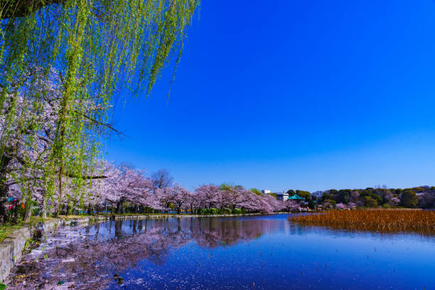 istock Spring Ueno park in Tokyo Japan 1141471666