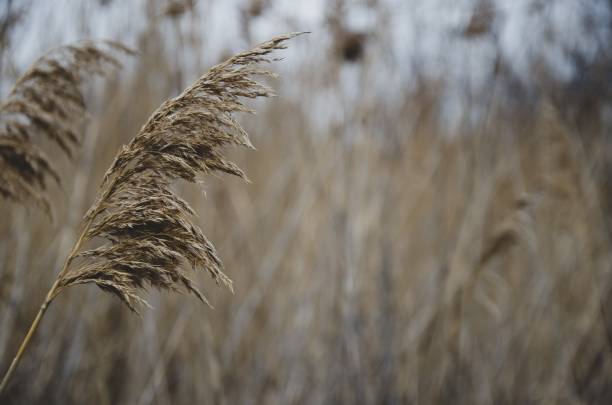 istock Plant in swamp 1141471682