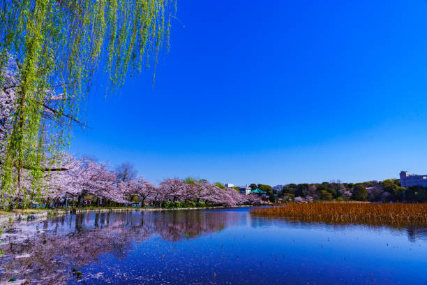 istock Spring Ueno park in Tokyo Japan 1141471691