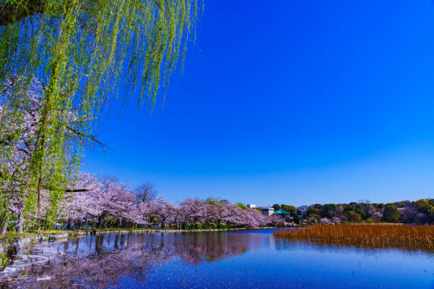 istock Spring Ueno park in Tokyo Japan 1141471692