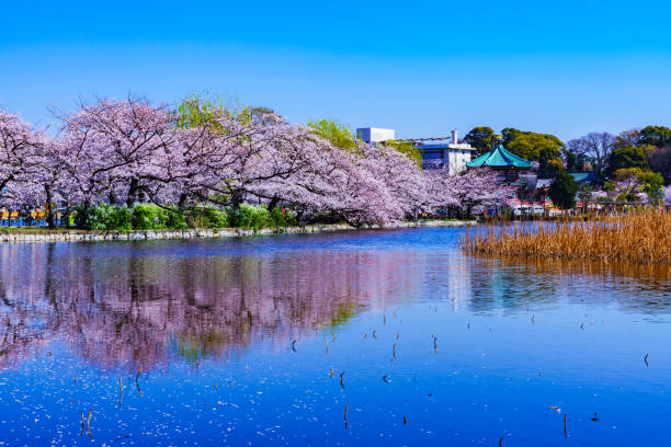 istock Spring Ueno park in Tokyo Japan 1141471696