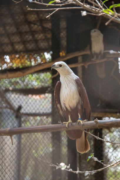 istock Brahminy kite  in the zoo. Thailand 1141472249