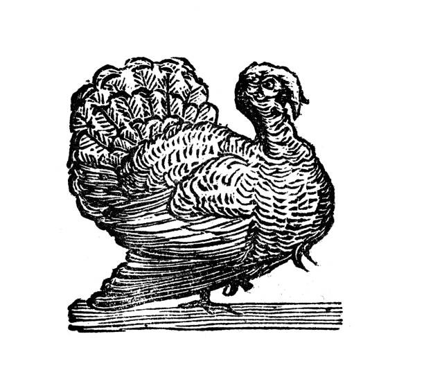 ilustrações, clipart, desenhos animados e ícones de ilustração antiga do peru - turkey woodcut engraving antique