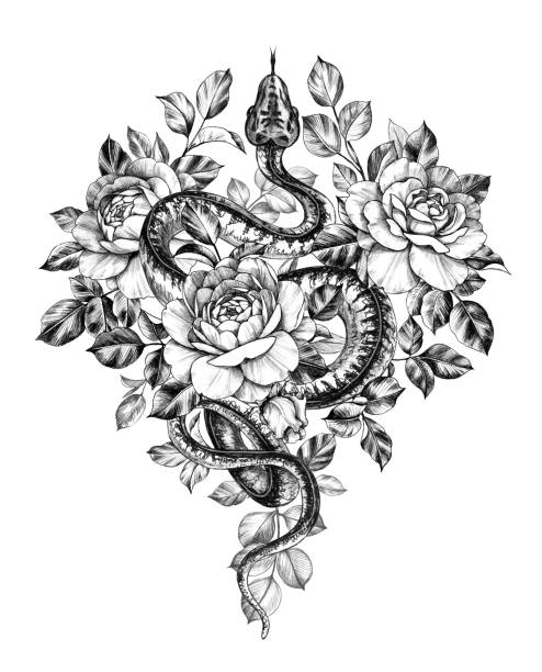 Hand Drawn Monochrome Creeping Python wth Roses Hand drawn creeping Garden Tree Boa decorated roses isolated on white background. Pencil drawing monochrome Python snake with flowers. Floral illustration in vintage style, t-shirt design, tattoo art. snake stock illustrations