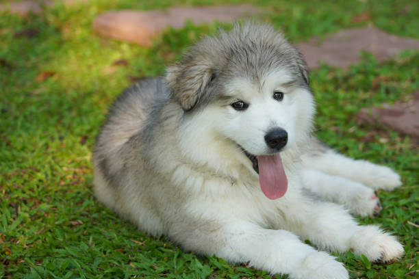 A gray Alaskan malamute puupy lying on green grass