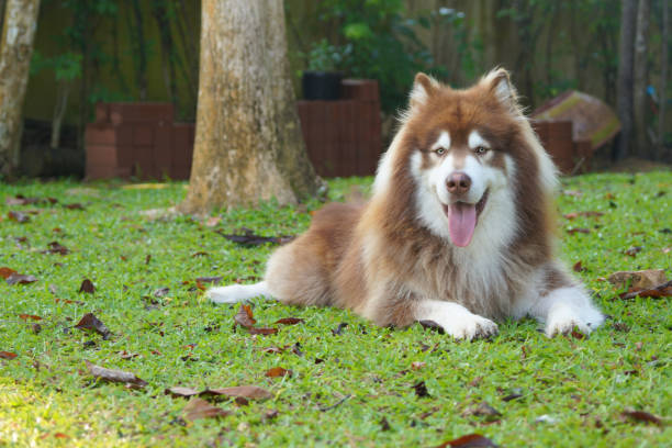 A copper brown Alaskan malamute lying on green grass showing his pink tongue A copper brown Alaskan malamute lying on green grass showing his pink tongue malamute stock pictures, royalty-free photos & images