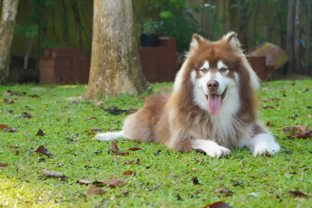 A copper brown Alaskan malamute lying on green grass showing his pink tongue
