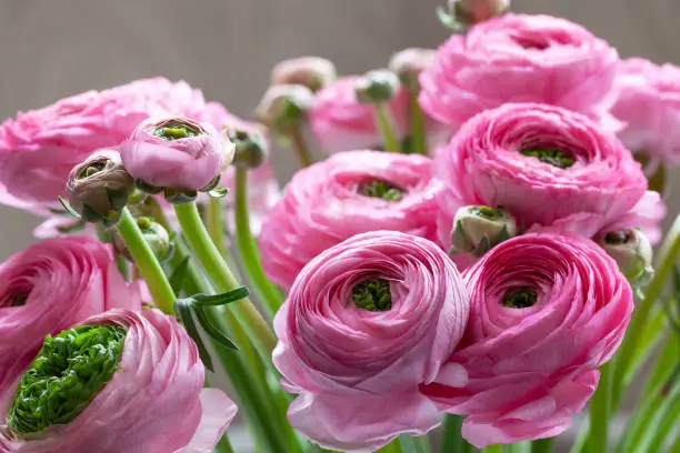 Photo of Pink Ranunculus bouquet Background. Macro. Close-up. For colorful greeting card or flower delivery. Soft selective focus.