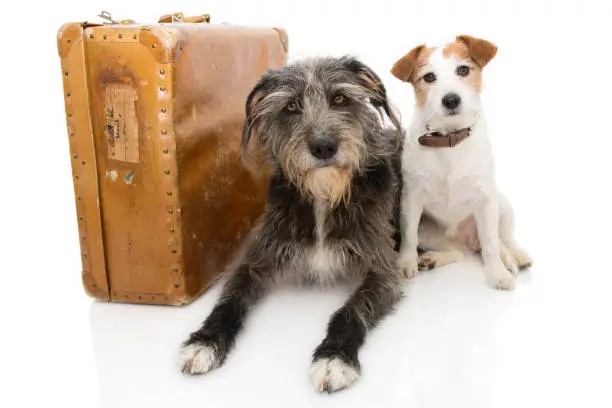 TWO DOGS GOING ON VACATIONS OR TRAVELING.  JACK RUSSELL AND SHEEPDOG NEXT TO A VINTAGE SUITCASE. ISOLATED AGAINST WHITE BACKGROUND.