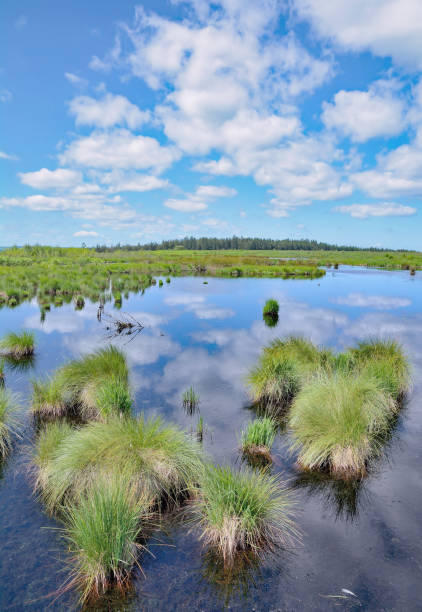 A beautiful moor landscape with a dark sky in the background. Picture from Revingehed, Scania county, Sweden