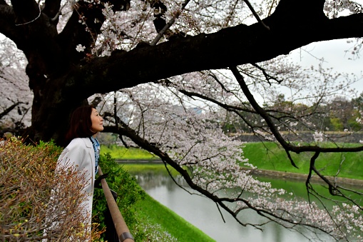 A Japanese woman in her 50's is enjoying cherry blossom in full bloom at Chidorigafuchi in Tokyo.