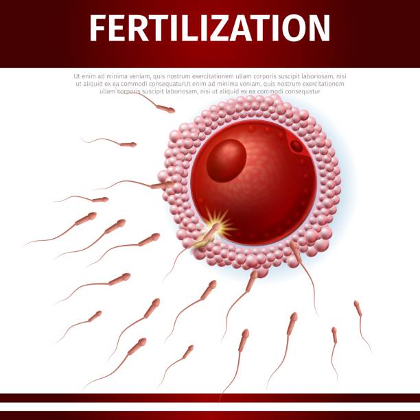 istock Man Sperm Moving to Woman Ovum Egg Cell Banner 1141479779