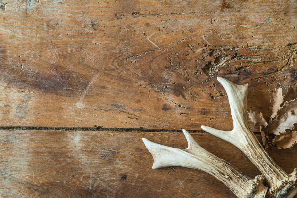 istock Hunting season concept 1141480407