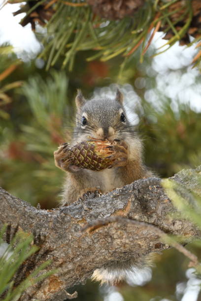 squirrel eating a pine cone in Yellowstone National Park stock photo