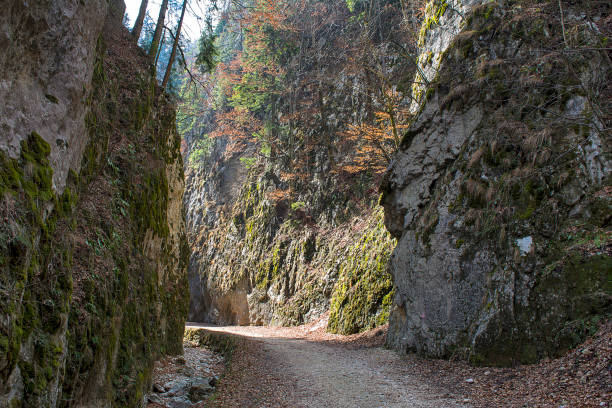 Zarnesti canyon A canyon on the hiking road starting from Zarnesti, Brasov county, Romania zarnesti stock pictures, royalty-free photos & images