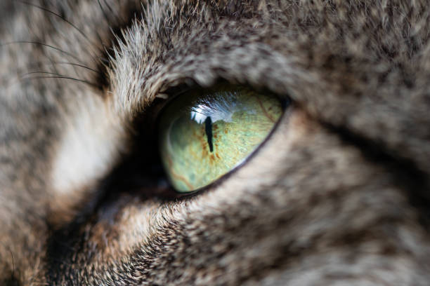 istock Eye of a cat in closeup 1141483966