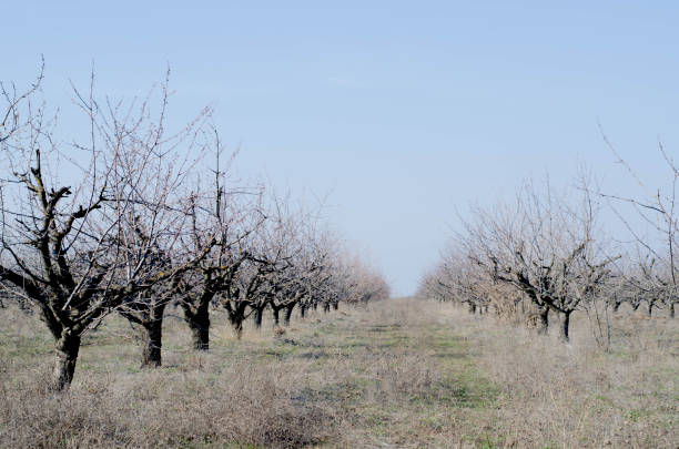 istock Garden of many bare trees in early spring. 1141484056