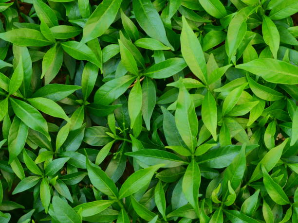 teeblätter wachsen - teepflanze stock-fotos und bilder