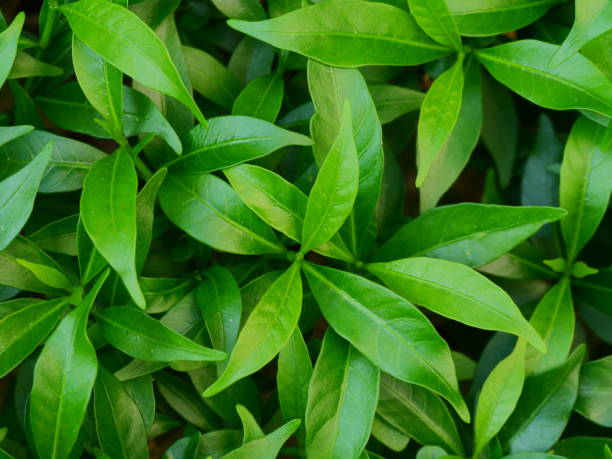 botão e folhas frescos do chá - green tea tea tea leaves green - fotografias e filmes do acervo