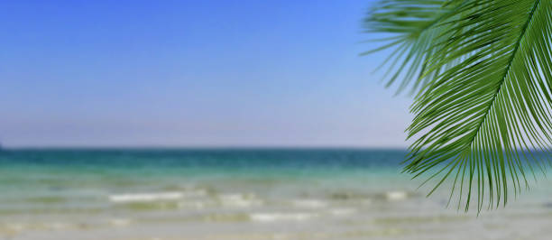 istock image of branch against sea and beach background 1141487148