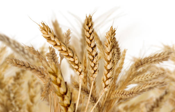 istock Isolated image of wheat close-up 1141487368