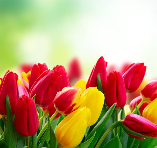 istock fresh tulips flowers 1141488425