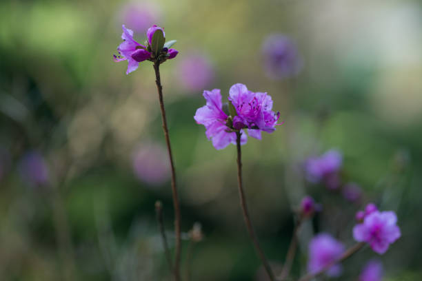 istock flowering rosemary in the garden 1141488809