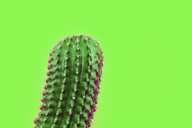 istock Thorn cactus closeup on green background with copy space. Toned image. Selective focus. 1141489446