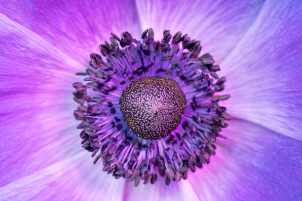 istock Beautiful purple flower. 1141490709