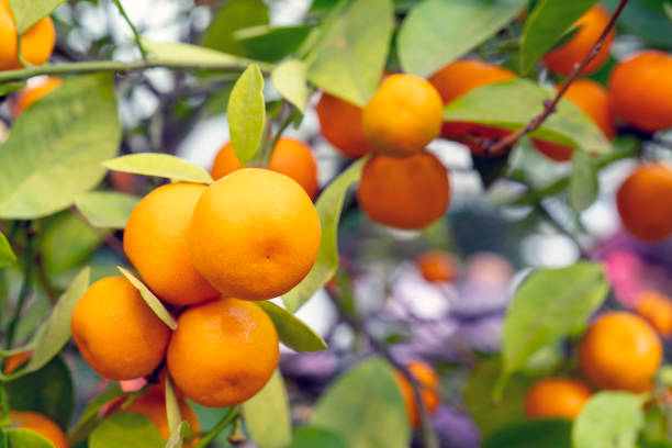 Tangerine garden.