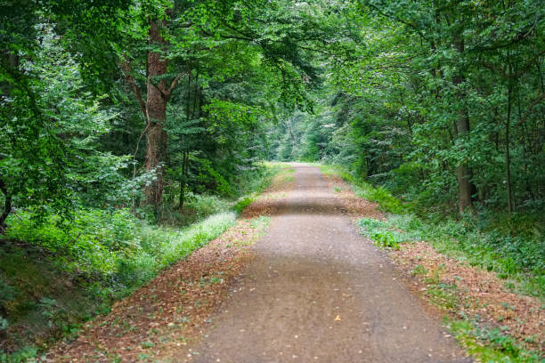istock Forest trees. nature green wood sunlight backgrounds. 1141491622