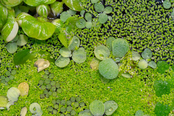 istock Aquatic plant Salvinia auriculata 1141491647