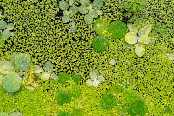 istock Aquatic plant Salvinia auriculata 1141491703