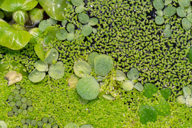 istock Aquatic plant Salvinia auriculata 1141491771