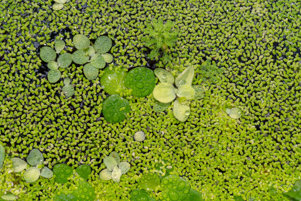 istock Aquatic plant Salvinia auriculata 1141491944