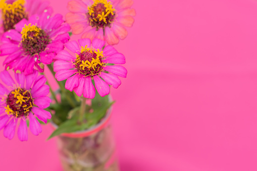 Arrangement of pink daisies in crystal vase in pink surface