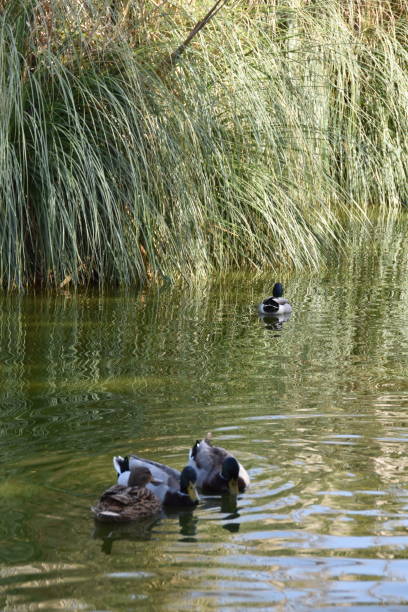 istock A duck with beautiful colors in Morocco 1141495548