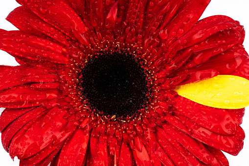 colored gerbera flower in different colors