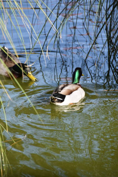 istock A duck with beautiful colors in Morocco 1141498416