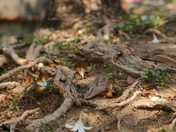 istock The roots of a large tree that grows bigger 1141498657