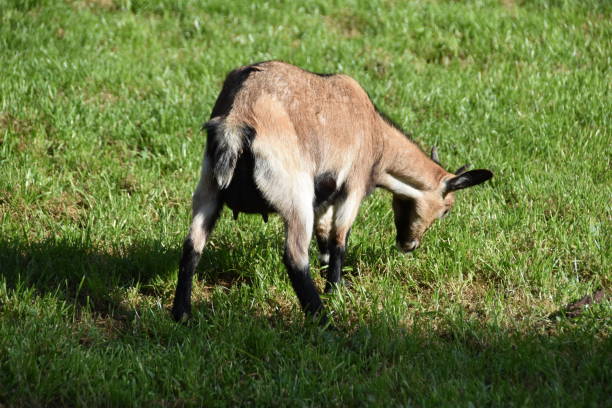 istock goat animal at the zoo in Rabat 1141498721
