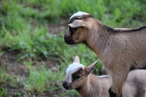 istock goat animal at the zoo in Rabat 1141498756
