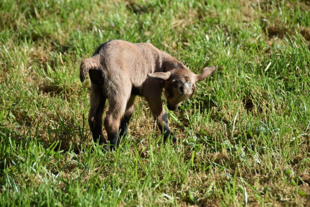 goat animal at the zoo in Rabat