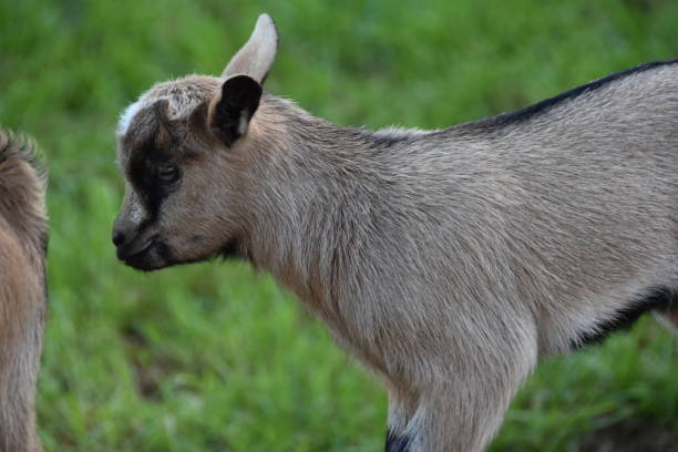 goat animal at the zoo in Rabat