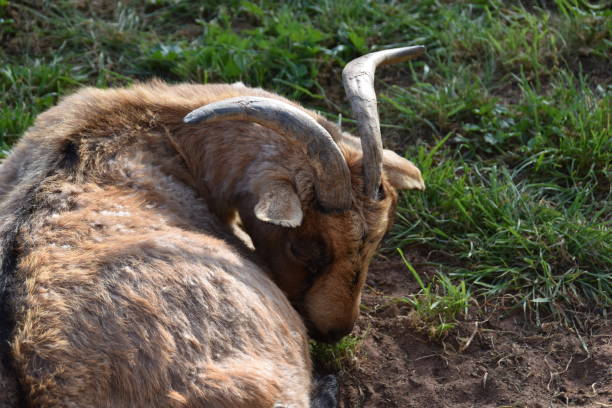 goat animal at the zoo in Rabat