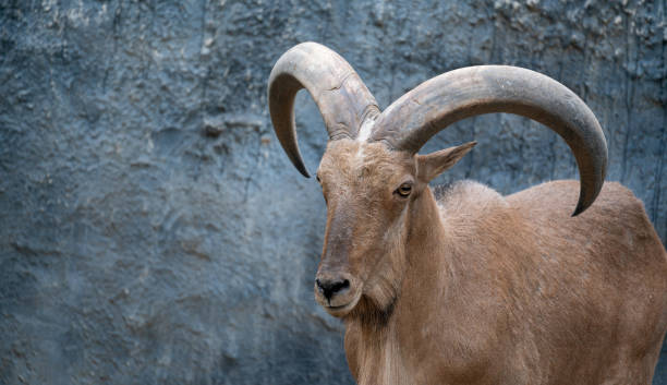 istock Barbary sheep ( Ammotragus lervia ) standing on rocky mountains 1141498983