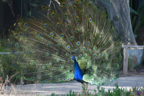 istock A peacock with colored feathers and large feathers and different colors 1141500391