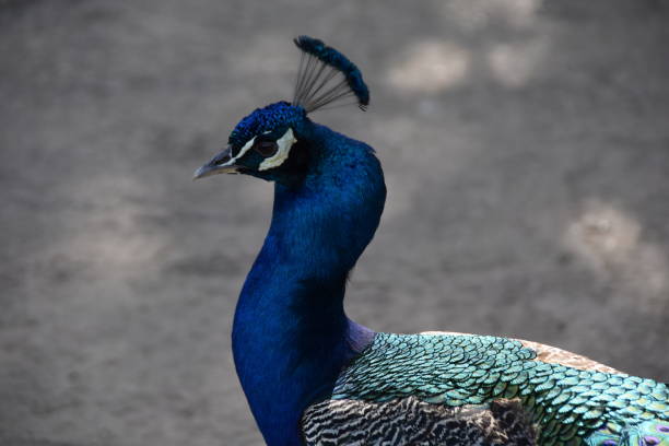 istock A peacock with colored feathers and large feathers and different colors 1141500472
