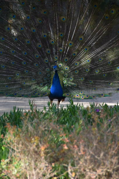 istock A peacock with colored feathers and large feathers and different colors 1141500486