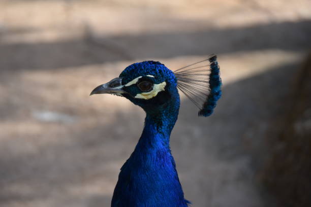 istock A peacock with colored feathers and large feathers and different colors 1141500552